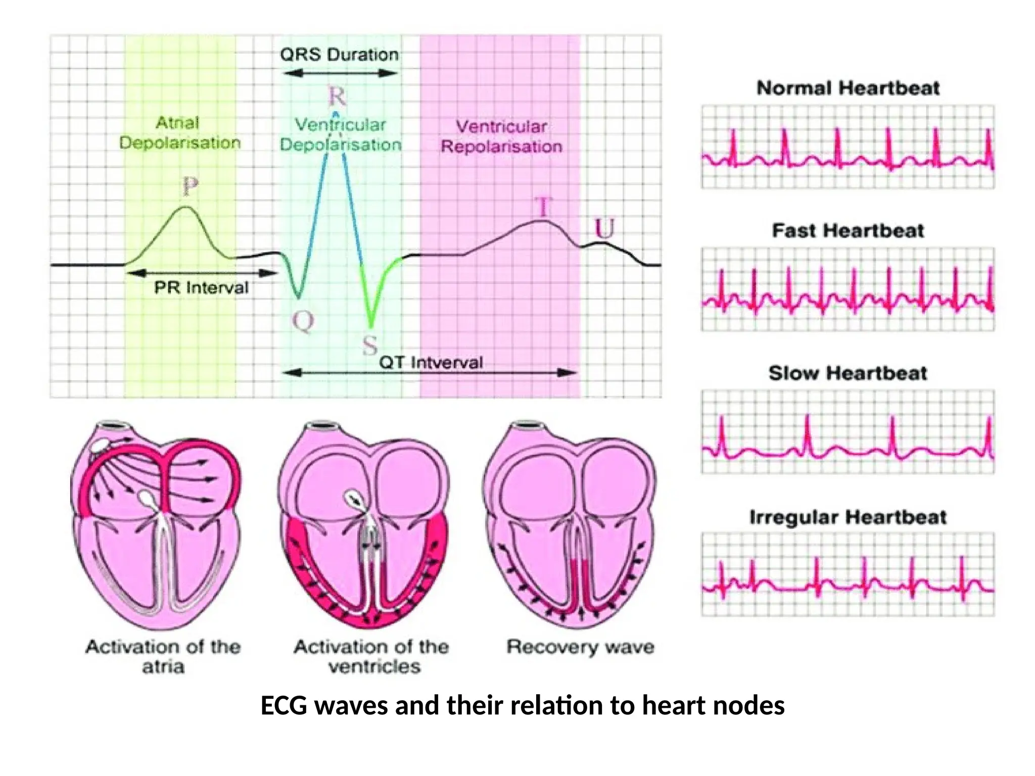 ECG waves and their relation to heart nodes
 