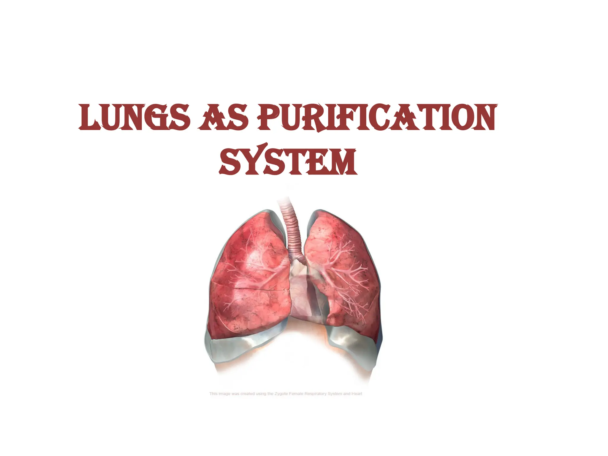 LUNGS AS PURIFICATION
SYSTEM
 