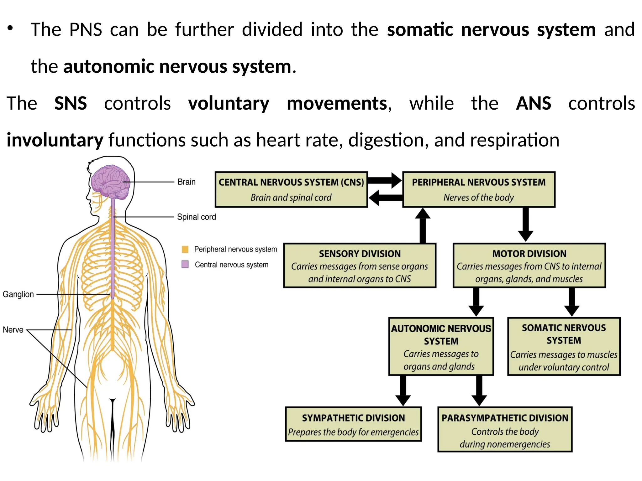 • The PNS can be further divided into the somatic nervous system and
the autonomic nervous system.
The SNS controls voluntary movements, while the ANS controls
involuntary functions such as heart rate, digestion, and respiration
 