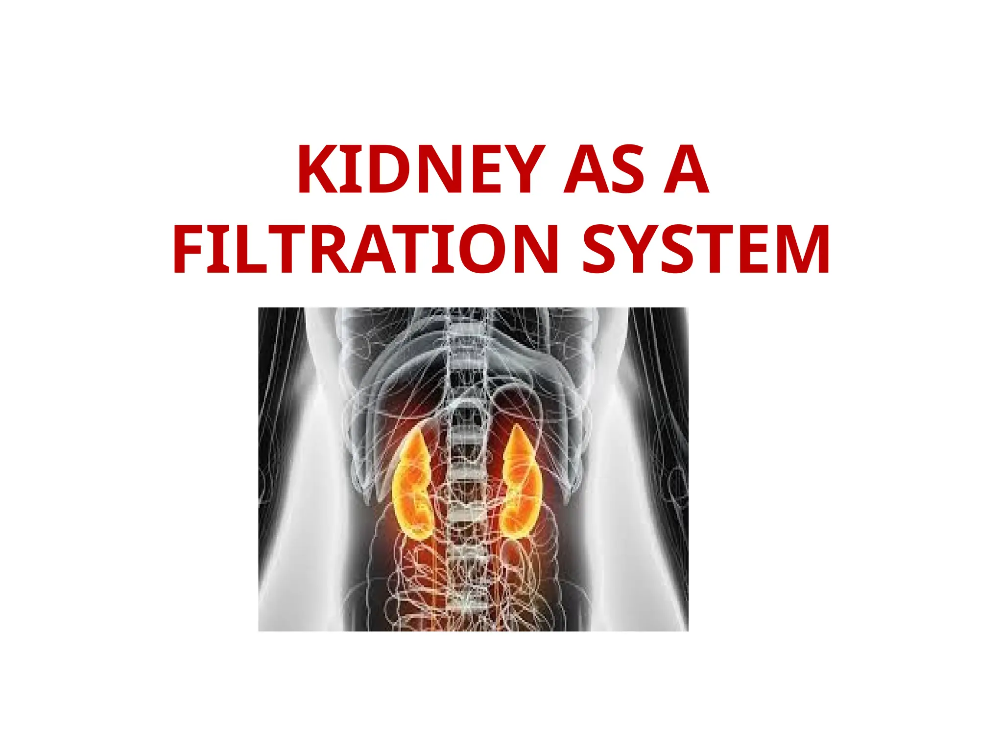 KIDNEY AS A
FILTRATION SYSTEM
 