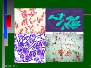 Microbiology - HTL   4
 