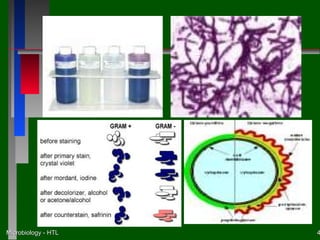 Microbiology - HTL   4
 
