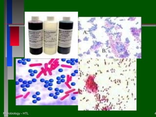 Microbiology - HTL   4
 
