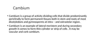 Cambium
• Cambium is a group of activity dividing cells that divide predominantly
periclinally to form permanent tissues both in stem and roots of most
dicotyledons and gymnosperms at intra – and extrastelar region.
• Cambium is an example of lateral meristem and during secondary
growth it comes to form thin cylinder or strip of cells . It may be
vascular and cork cambium.
 