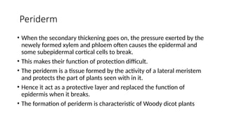 Periderm
• When the secondary thickening goes on, the pressure exerted by the
newely formed xylem and phloem often causes the epidermal and
some subepidermal cortical cells to break.
• This makes their function of protection difficult.
• The periderm is a tissue formed by the activity of a lateral meristem
and protects the part of plants seen with in it.
• Hence it act as a protective layer and replaced the function of
epidermis when it breaks.
• The formation of periderm is characteristic of Woody dicot plants
 