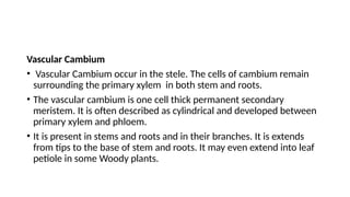 Vascular Cambium
• Vascular Cambium occur in the stele. The cells of cambium remain
surrounding the primary xylem in both stem and roots.
• The vascular cambium is one cell thick permanent secondary
meristem. It is often described as cylindrical and developed between
primary xylem and phloem.
• It is present in stems and roots and in their branches. It is extends
from tips to the base of stem and roots. It may even extend into leaf
petiole in some Woody plants.
 