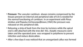 • Pressure- The vascular cambium always remains compressed by the
tissues present on internal and peripheral side of it.lt is needed for
the normal functioning of cambium. In an experiment with Pinus
strobus and Populus trichocarpa(Brown,1964) the pressure was
released on the peripheral side.
• Releasing a strip of bark from the tree by incisions while the apical
end is still attached with the tree did this. Aseptic measures were
taken and the operated zone was wrapped in polythene to prevent
infection and reduce desiccation.
• After a few days it was noticed that an unorganized callus was formed
 