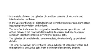 • In the stele of stem, the cylinder of cambium consists of fuscicular and
interfascicular cambium.
• In the vascular bundle of dicotyledonous stem the fuscicular cambium occurs
between primary xylem and phloem.
• The interfascicular cambium originates from the parenchyma tissue that
occurs between the two vascular bundles. Fascicular and interfascicular
cambium together compose a cylinder of cambial cells.
• The cylinder of cambial cells , ones complete, divides chiefly by periclinal
division.
• The inner derivatives differentiated in to a cylinder of secondary xylem and
the peripheral derivative cells from a cylinder of secondary phloem.
 