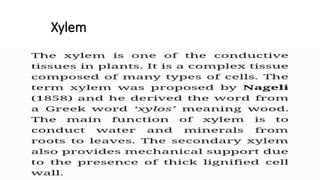 Xylem
 