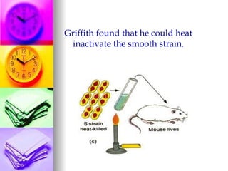 Griffith found that he could heat
 inactivate the smooth strain.




                                                               

                              
                              
 