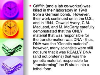    Griffith (and a lab co-worker) was
    killed in their laboratory in 1940
    from a German bomb. However,
    their work continued on in the U.S.,
    and in 1944, Oswald Avery, C.M.
    MacLeod, and M. McCarty carefully
    demonstrated that the ONLY
    material that was responsible for
    the transformation was DNA - thus,
    DNA was the "Genetic material" -
    however, many scientists were still
    not sure that it was REALLY DNA
    (and not proteins) that was the
    genetic material. responsible for
    "transforming" the R strain into a
    lethal form.
 