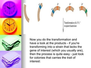 Now you do the transformation and
have a look at the products - if you're
transforming into a strain that lacks the
gene of interest (which you usually are),
then the process is quite easy - just look
for colonies that carries the trait of
interest:
 