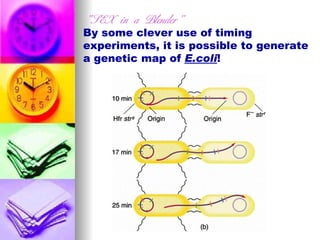 "SEX in a Blender"
By some clever use of timing
experiments, it is possible to generate
a genetic map of E.coli!                                    
 