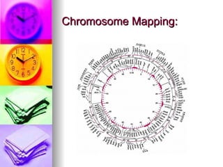 Chromosome Mapping:
 