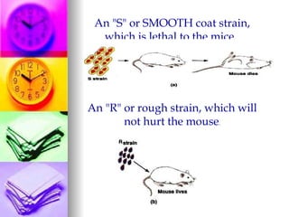 An "S" or SMOOTH coat strain,
     which is lethal to the mice.
                                                                          
                                             
                                      
                                      
                                      
 An "R" or rough strain, which will
        not hurt the mouse.


                                                               
 