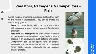 Predators, Pathogens & Competitors -
Fish
A wide range of organisms can reduce the health or even
kill the Finfish or Crustaceans. They can be divided into
the following groups:
● Pests can cause fouling which can be a major issue
with seacages or pump ashore tanks of Crustaceans
or Finfish.
● Predators and pathogens are often difficult to control
in open water systems such as cages, better control is
possible in on-land systems such as tanks and ponds.
● Competitors can be for space, food or oxygen.
Individuals from the same species can be competitors
(larger, faster growing individuals can out compete
smaller animals).
 