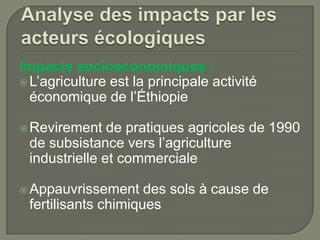 Impacts socioéconomiques :
 L’agriculture est la principale activité
économique de l’Éthiopie
 Revirement

de pratiques agricoles de 1990
de subsistance vers l’agriculture
industrielle et commerciale

 Appauvrissement

des sols à cause de
fertilisants chimiques

 