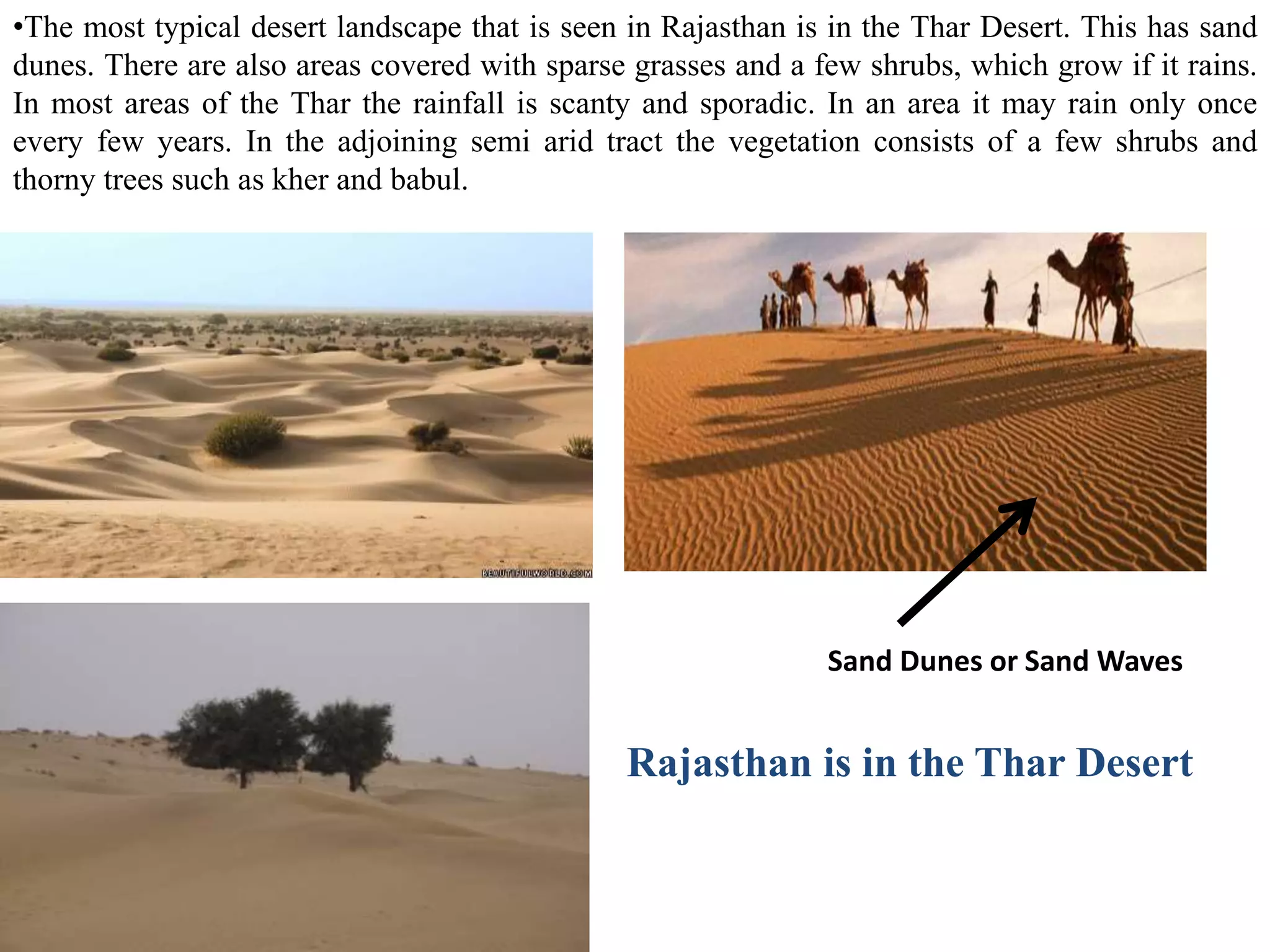 •The most typical desert landscape that is seen in Rajasthan is in the Thar Desert. This has sand
dunes. There are also areas covered with sparse grasses and a few shrubs, which grow if it rains.
In most areas of the Thar the rainfall is scanty and sporadic. In an area it may rain only once
every few years. In the adjoining semi arid tract the vegetation consists of a few shrubs and
thorny trees such as kher and babul.
Rajasthan is in the Thar Desert
Sand Dunes or Sand Waves
 