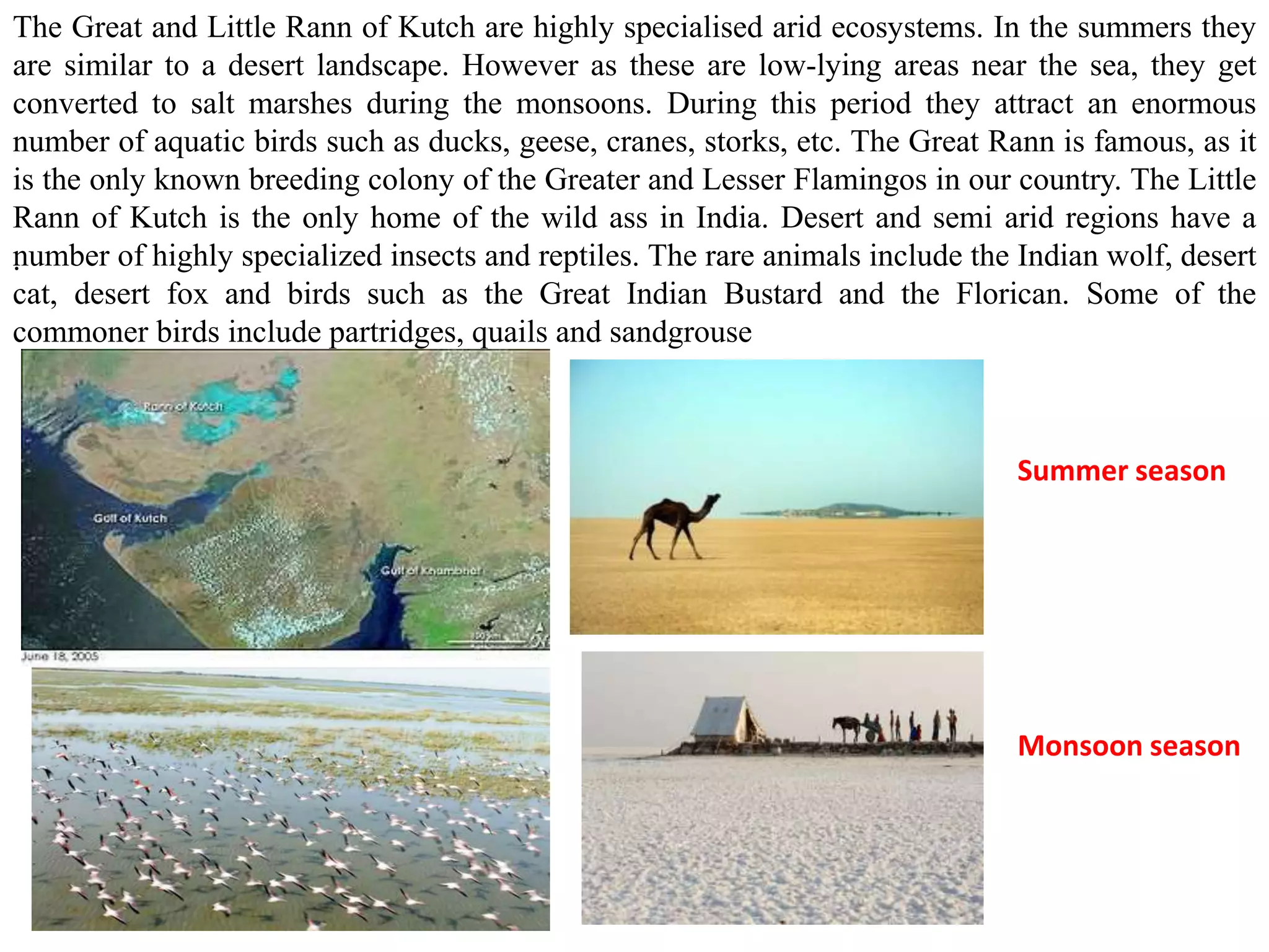 The Great and Little Rann of Kutch are highly specialised arid ecosystems. In the summers they
are similar to a desert landscape. However as these are low-lying areas near the sea, they get
converted to salt marshes during the monsoons. During this period they attract an enormous
number of aquatic birds such as ducks, geese, cranes, storks, etc. The Great Rann is famous, as it
is the only known breeding colony of the Greater and Lesser Flamingos in our country. The Little
Rann of Kutch is the only home of the wild ass in India. Desert and semi arid regions have a
number of highly specialized insects and reptiles. The rare animals include the Indian wolf, desert
cat, desert fox and birds such as the Great Indian Bustard and the Florican. Some of the
commoner birds include partridges, quails and sandgrouse
.
Summer season
Monsoon season
 