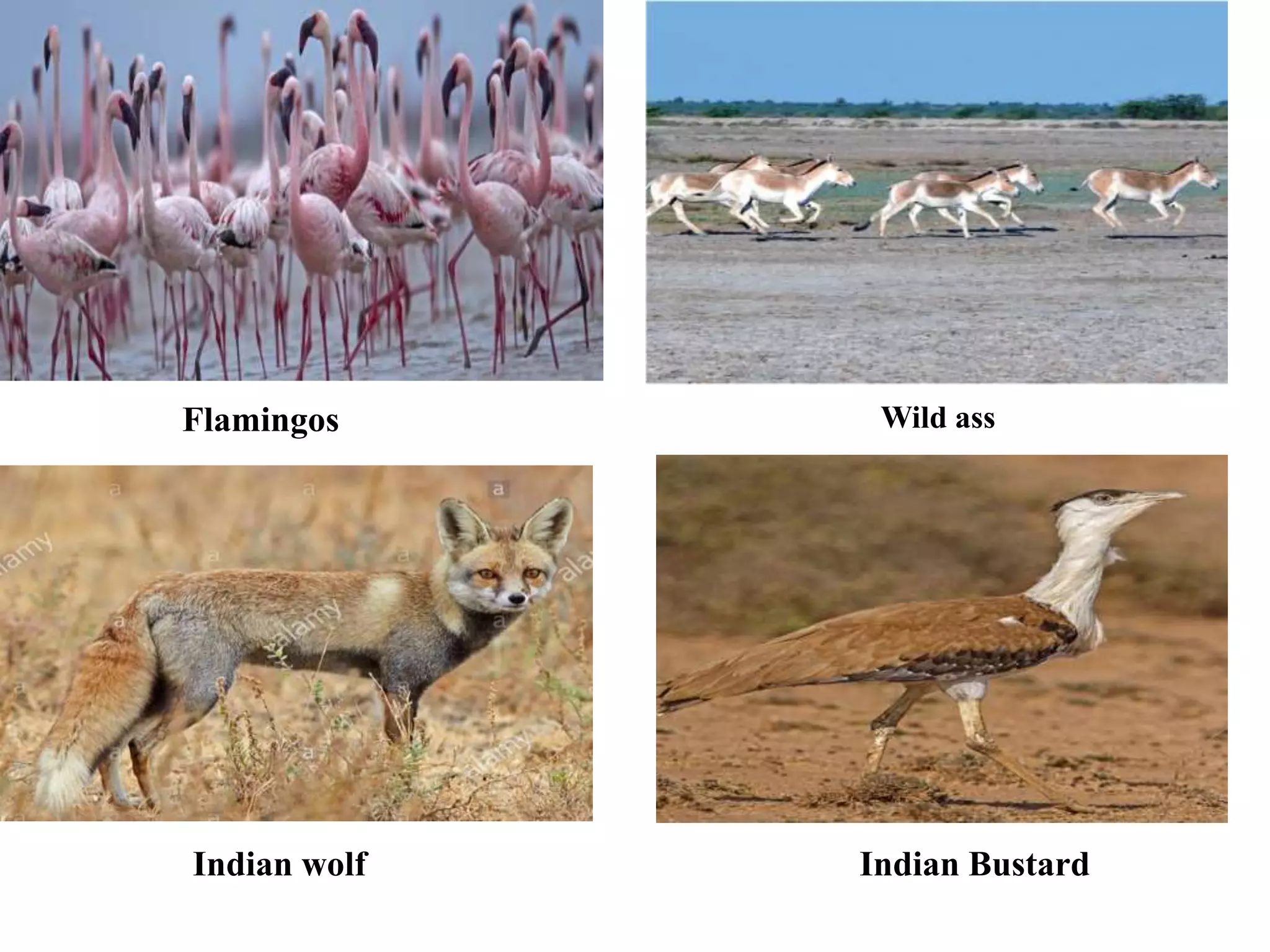 Flamingos Wild ass
Indian wolf Indian Bustard
 