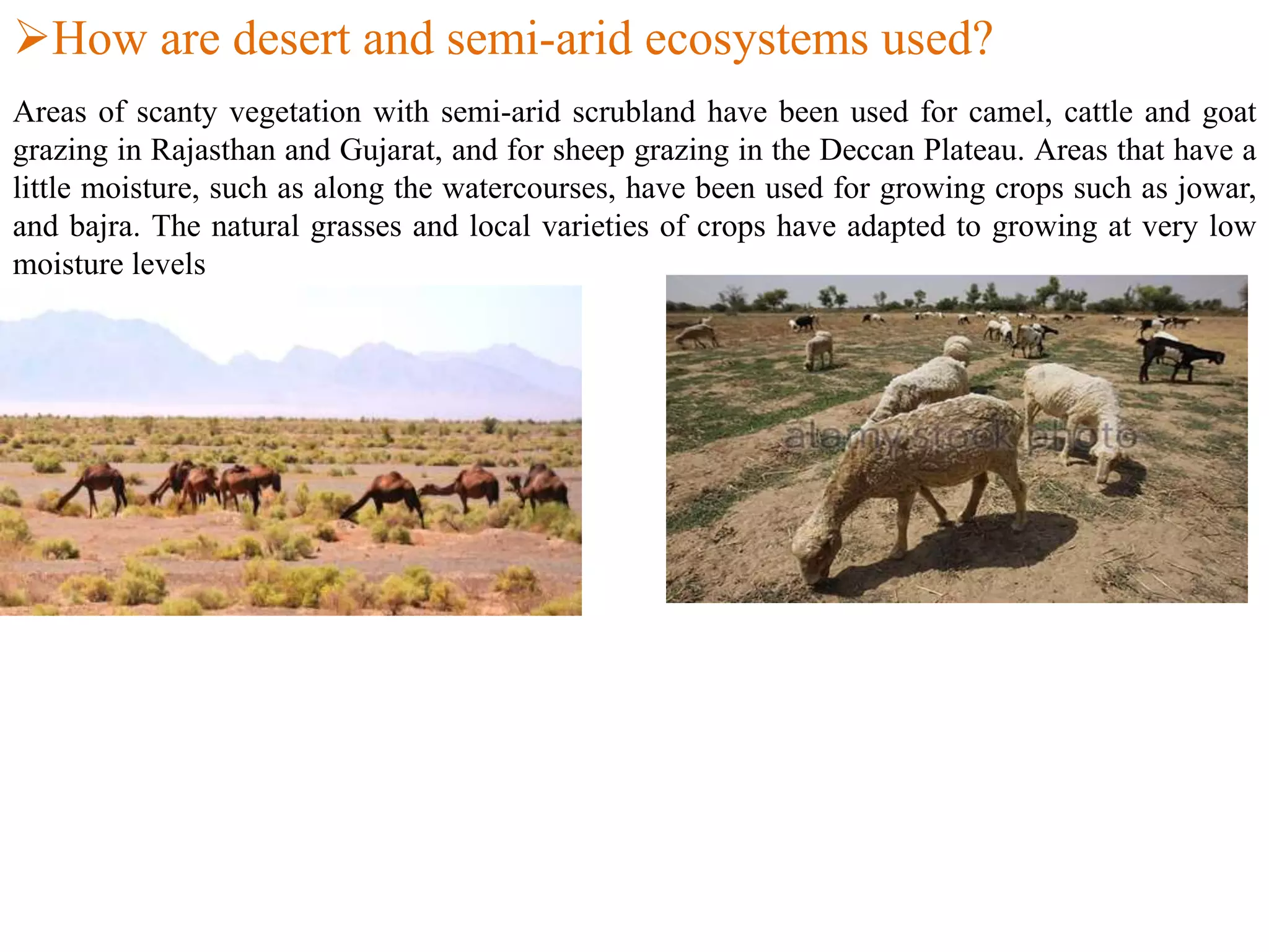 How are desert and semi-arid ecosystems used?
Areas of scanty vegetation with semi-arid scrubland have been used for camel, cattle and goat
grazing in Rajasthan and Gujarat, and for sheep grazing in the Deccan Plateau. Areas that have a
little moisture, such as along the watercourses, have been used for growing crops such as jowar,
and bajra. The natural grasses and local varieties of crops have adapted to growing at very low
moisture levels
 
