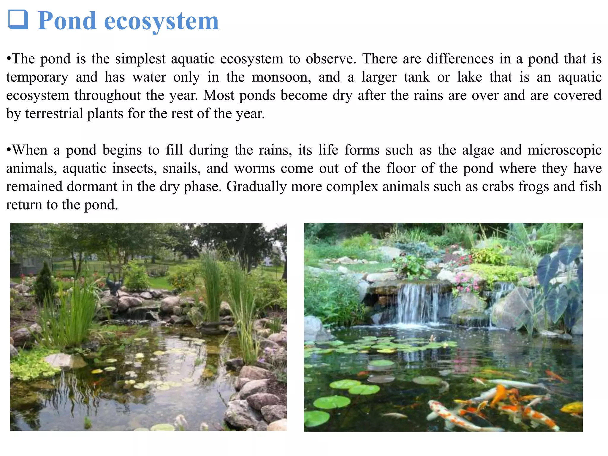 •The pond is the simplest aquatic ecosystem to observe. There are differences in a pond that is
temporary and has water only in the monsoon, and a larger tank or lake that is an aquatic
ecosystem throughout the year. Most ponds become dry after the rains are over and are covered
by terrestrial plants for the rest of the year.
•When a pond begins to fill during the rains, its life forms such as the algae and microscopic
animals, aquatic insects, snails, and worms come out of the floor of the pond where they have
remained dormant in the dry phase. Gradually more complex animals such as crabs frogs and fish
return to the pond.
 Pond ecosystem
 