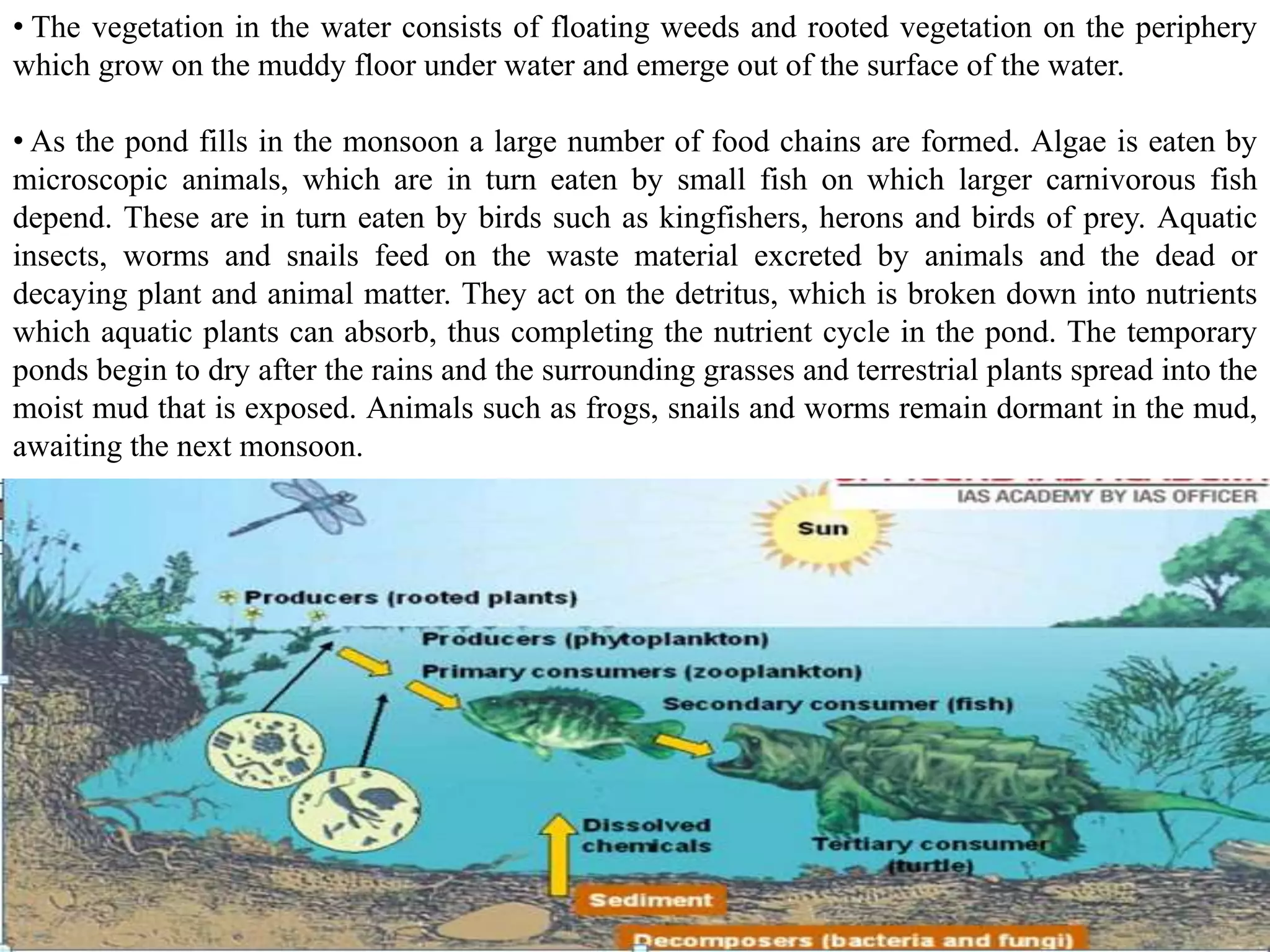 • The vegetation in the water consists of floating weeds and rooted vegetation on the periphery
which grow on the muddy floor under water and emerge out of the surface of the water.
• As the pond fills in the monsoon a large number of food chains are formed. Algae is eaten by
microscopic animals, which are in turn eaten by small fish on which larger carnivorous fish
depend. These are in turn eaten by birds such as kingfishers, herons and birds of prey. Aquatic
insects, worms and snails feed on the waste material excreted by animals and the dead or
decaying plant and animal matter. They act on the detritus, which is broken down into nutrients
which aquatic plants can absorb, thus completing the nutrient cycle in the pond. The temporary
ponds begin to dry after the rains and the surrounding grasses and terrestrial plants spread into the
moist mud that is exposed. Animals such as frogs, snails and worms remain dormant in the mud,
awaiting the next monsoon.
 