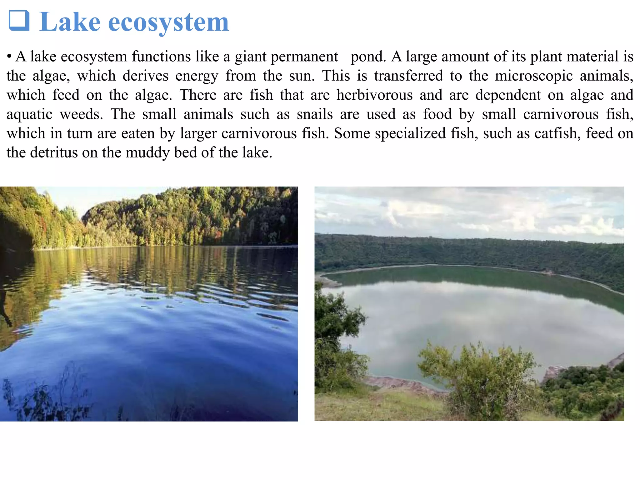  Lake ecosystem
• A lake ecosystem functions like a giant permanent pond. A large amount of its plant material is
the algae, which derives energy from the sun. This is transferred to the microscopic animals,
which feed on the algae. There are fish that are herbivorous and are dependent on algae and
aquatic weeds. The small animals such as snails are used as food by small carnivorous fish,
which in turn are eaten by larger carnivorous fish. Some specialized fish, such as catfish, feed on
the detritus on the muddy bed of the lake.
 