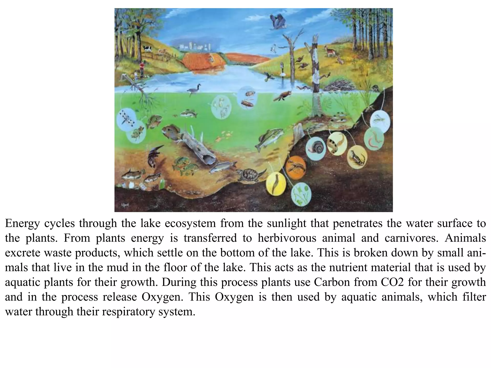 Energy cycles through the lake ecosystem from the sunlight that penetrates the water surface to
the plants. From plants energy is transferred to herbivorous animal and carnivores. Animals
excrete waste products, which settle on the bottom of the lake. This is broken down by small ani-
mals that live in the mud in the floor of the lake. This acts as the nutrient material that is used by
aquatic plants for their growth. During this process plants use Carbon from CO2 for their growth
and in the process release Oxygen. This Oxygen is then used by aquatic animals, which filter
water through their respiratory system.
 
