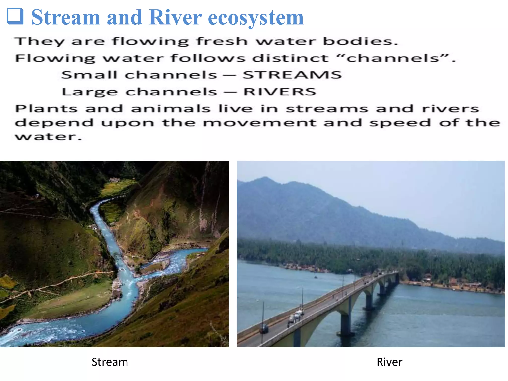  Stream and River ecosystem
Stream River
 
