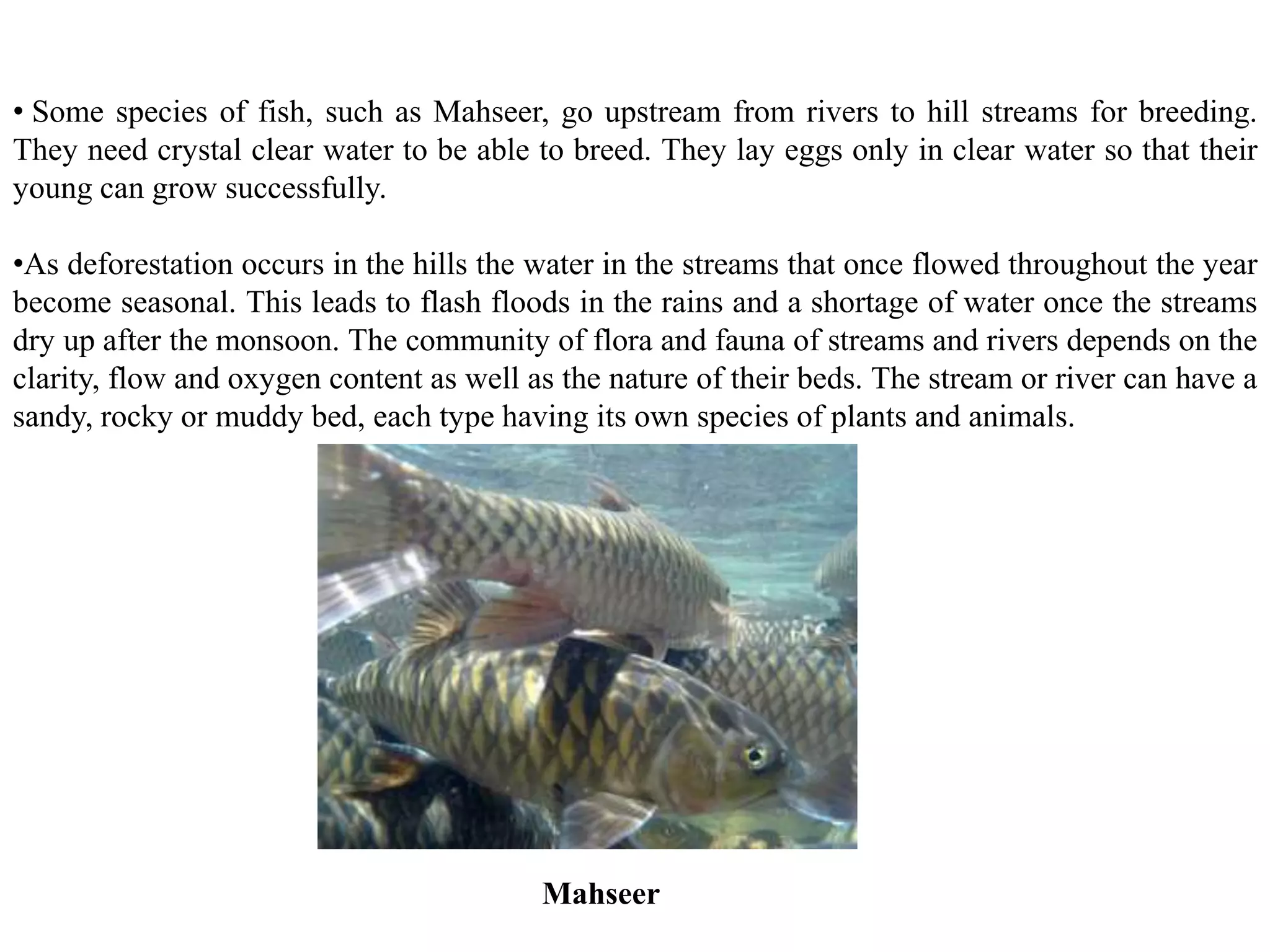• Some species of fish, such as Mahseer, go upstream from rivers to hill streams for breeding.
They need crystal clear water to be able to breed. They lay eggs only in clear water so that their
young can grow successfully.
•As deforestation occurs in the hills the water in the streams that once flowed throughout the year
become seasonal. This leads to flash floods in the rains and a shortage of water once the streams
dry up after the monsoon. The community of flora and fauna of streams and rivers depends on the
clarity, flow and oxygen content as well as the nature of their beds. The stream or river can have a
sandy, rocky or muddy bed, each type having its own species of plants and animals.
Mahseer
 