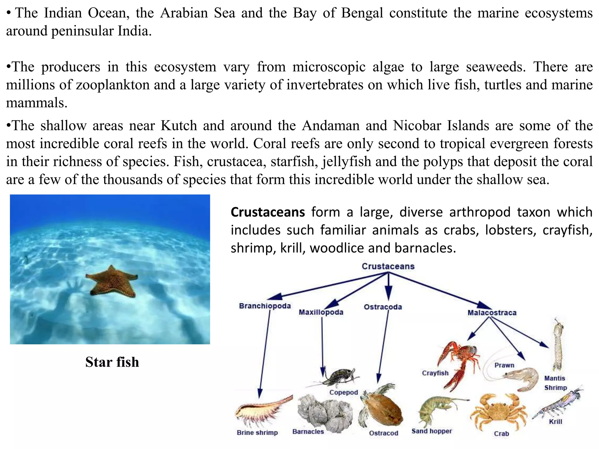 • The Indian Ocean, the Arabian Sea and the Bay of Bengal constitute the marine ecosystems
around peninsular India.
•The producers in this ecosystem vary from microscopic algae to large seaweeds. There are
millions of zooplankton and a large variety of invertebrates on which live fish, turtles and marine
mammals.
•The shallow areas near Kutch and around the Andaman and Nicobar Islands are some of the
most incredible coral reefs in the world. Coral reefs are only second to tropical evergreen forests
in their richness of species. Fish, crustacea, starfish, jellyfish and the polyps that deposit the coral
are a few of the thousands of species that form this incredible world under the shallow sea.
Crustaceans form a large, diverse arthropod taxon which
includes such familiar animals as crabs, lobsters, crayfish,
shrimp, krill, woodlice and barnacles.
Star fish
 