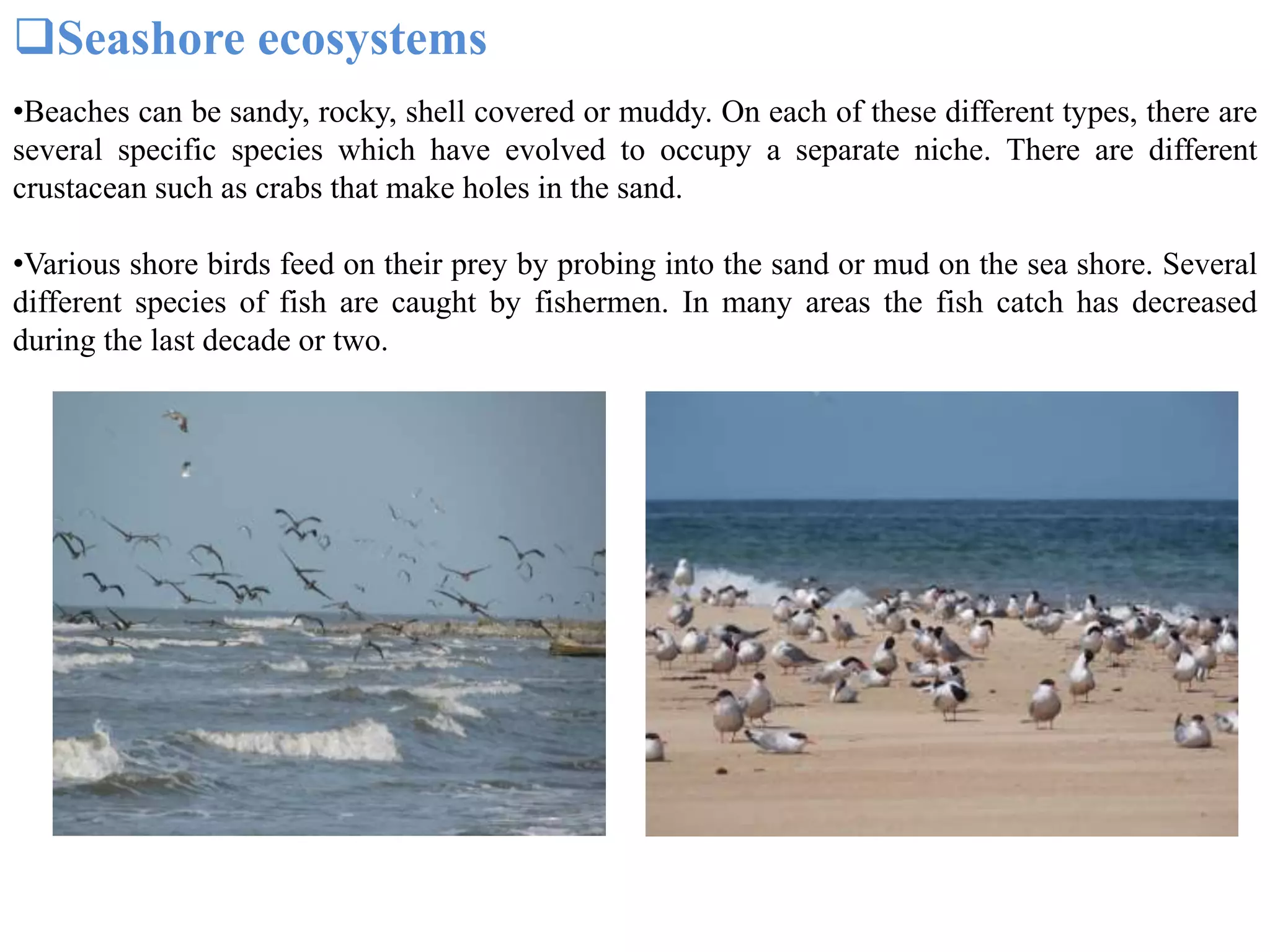 Seashore ecosystems
•Beaches can be sandy, rocky, shell covered or muddy. On each of these different types, there are
several specific species which have evolved to occupy a separate niche. There are different
crustacean such as crabs that make holes in the sand.
•Various shore birds feed on their prey by probing into the sand or mud on the sea shore. Several
different species of fish are caught by fishermen. In many areas the fish catch has decreased
during the last decade or two.
 