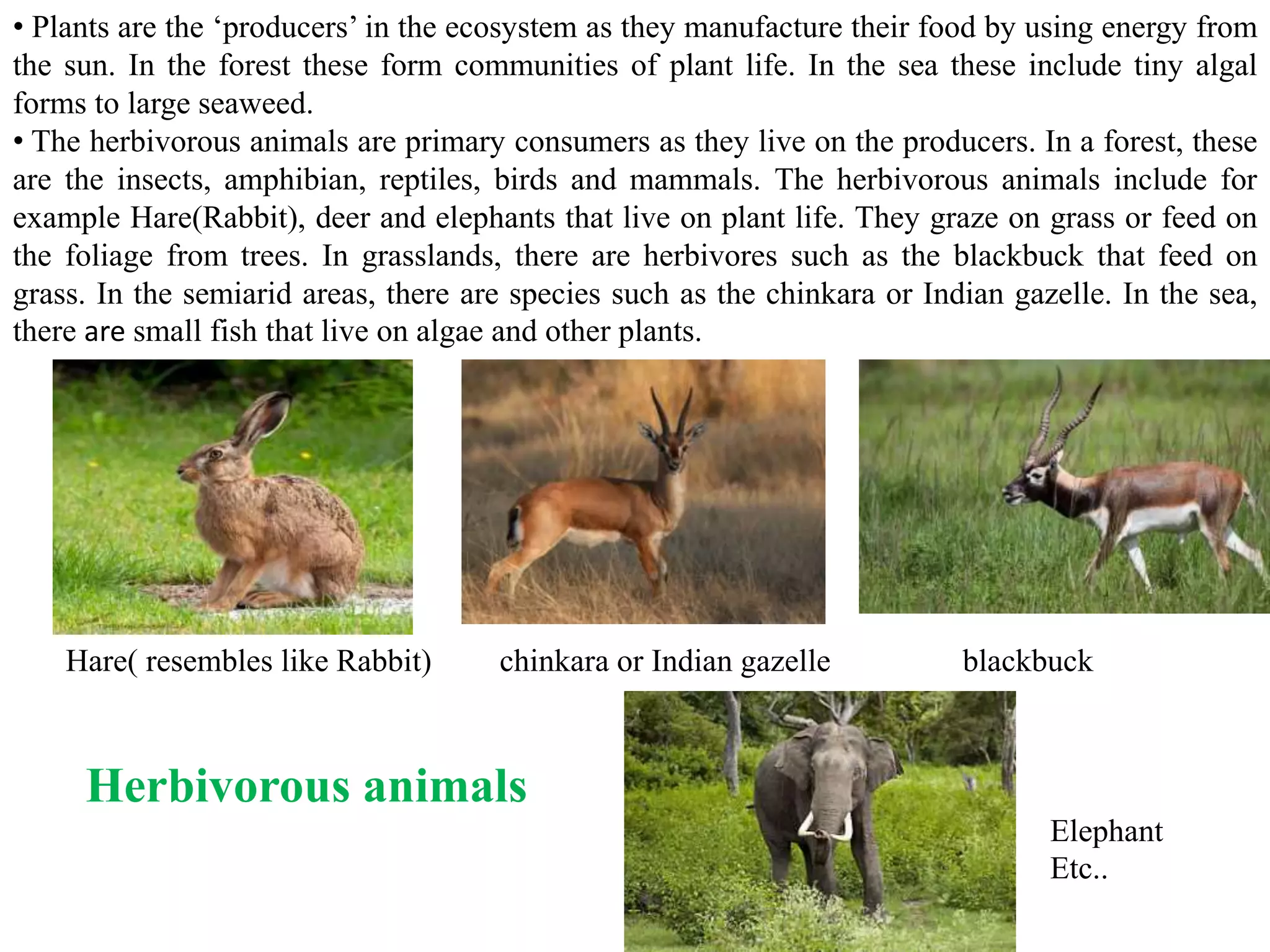 • Plants are the ‘producers’ in the ecosystem as they manufacture their food by using energy from
the sun. In the forest these form communities of plant life. In the sea these include tiny algal
forms to large seaweed.
• The herbivorous animals are primary consumers as they live on the producers. In a forest, these
are the insects, amphibian, reptiles, birds and mammals. The herbivorous animals include for
example Hare(Rabbit), deer and elephants that live on plant life. They graze on grass or feed on
the foliage from trees. In grasslands, there are herbivores such as the blackbuck that feed on
grass. In the semiarid areas, there are species such as the chinkara or Indian gazelle. In the sea,
there are small fish that live on algae and other plants.
blackbuckchinkara or Indian gazelleHare( resembles like Rabbit)
Elephant
Etc..
Herbivorous animals
 