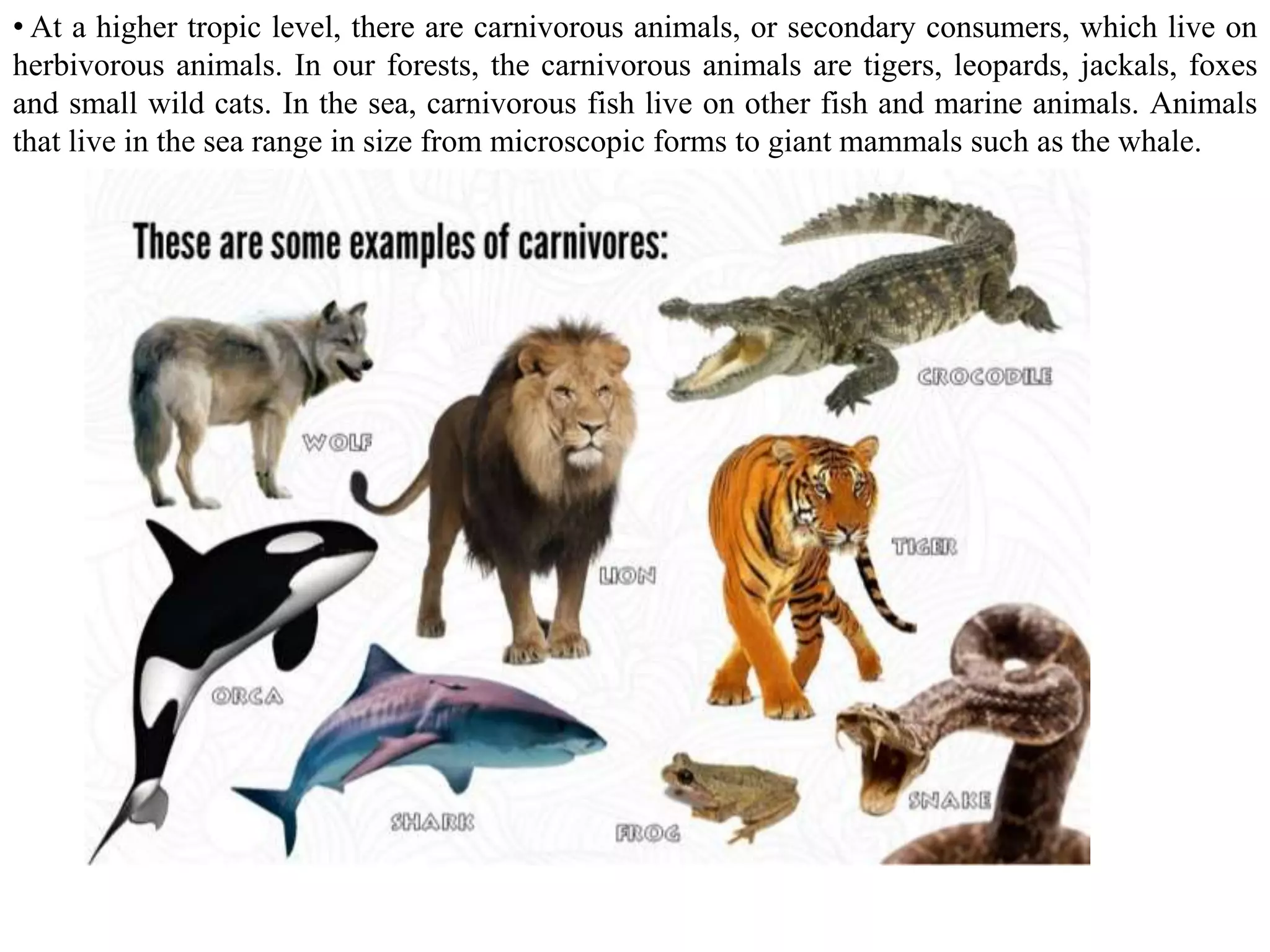 • At a higher tropic level, there are carnivorous animals, or secondary consumers, which live on
herbivorous animals. In our forests, the carnivorous animals are tigers, leopards, jackals, foxes
and small wild cats. In the sea, carnivorous fish live on other fish and marine animals. Animals
that live in the sea range in size from microscopic forms to giant mammals such as the whale.
 