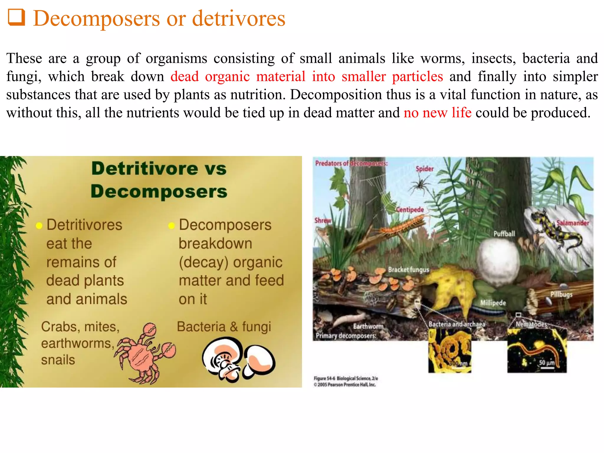  Decomposers or detrivores
These are a group of organisms consisting of small animals like worms, insects, bacteria and
fungi, which break down dead organic material into smaller particles and finally into simpler
substances that are used by plants as nutrition. Decomposition thus is a vital function in nature, as
without this, all the nutrients would be tied up in dead matter and no new life could be produced.
 