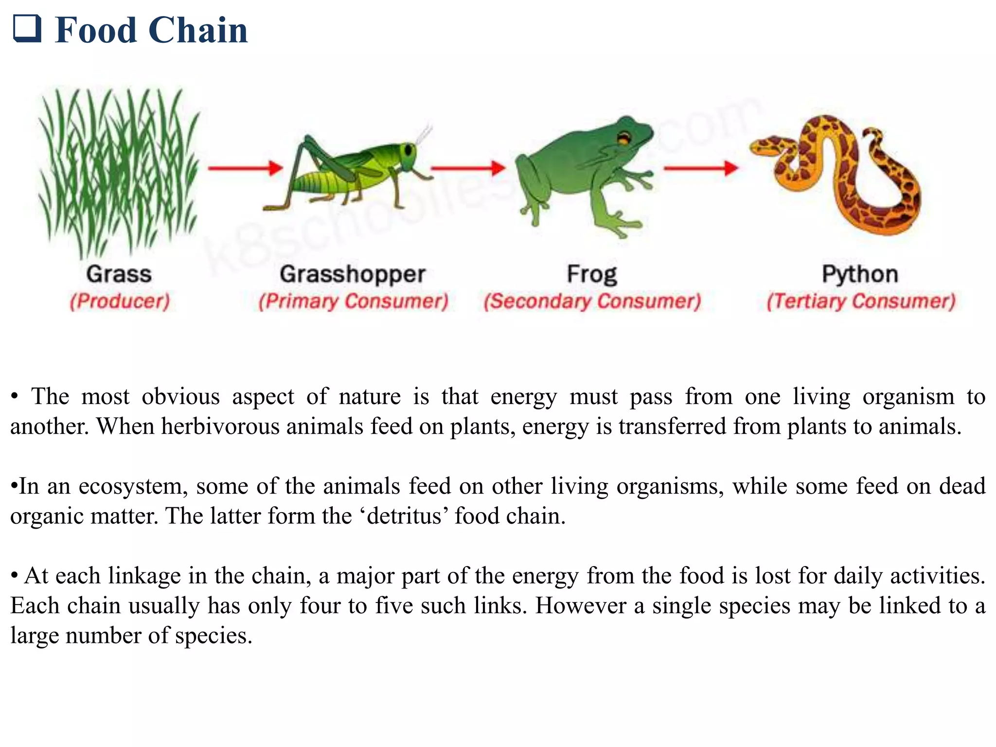  Food Chain
• The most obvious aspect of nature is that energy must pass from one living organism to
another. When herbivorous animals feed on plants, energy is transferred from plants to animals.
•In an ecosystem, some of the animals feed on other living organisms, while some feed on dead
organic matter. The latter form the ‘detritus’ food chain.
• At each linkage in the chain, a major part of the energy from the food is lost for daily activities.
Each chain usually has only four to five such links. However a single species may be linked to a
large number of species.
 