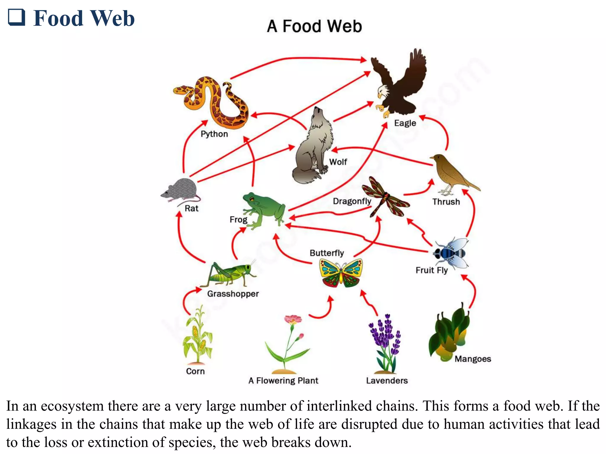  Food Web
In an ecosystem there are a very large number of interlinked chains. This forms a food web. If the
linkages in the chains that make up the web of life are disrupted due to human activities that lead
to the loss or extinction of species, the web breaks down.
 