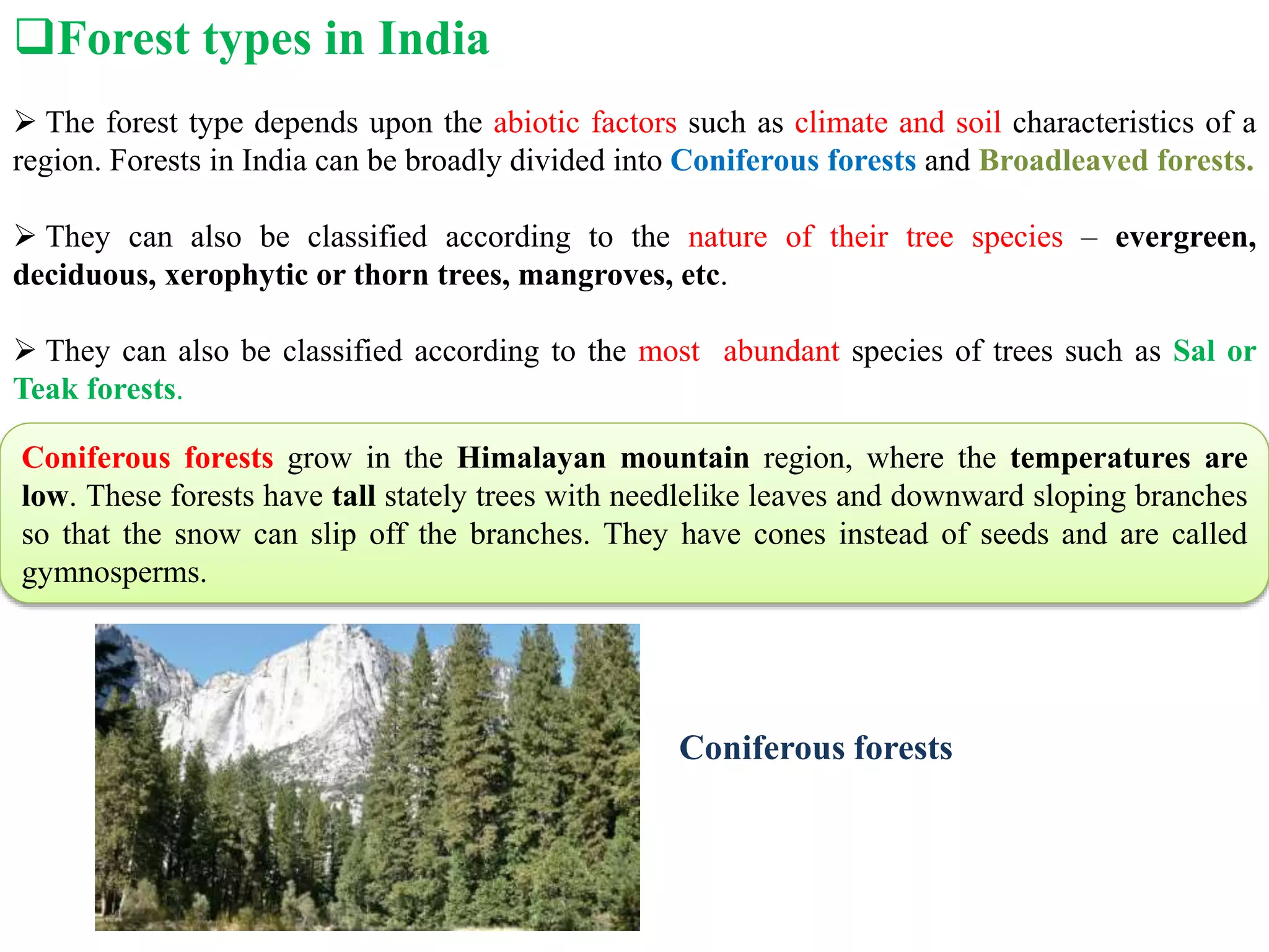 Forest types in India
 The forest type depends upon the abiotic factors such as climate and soil characteristics of a
region. Forests in India can be broadly divided into Coniferous forests and Broadleaved forests.
 They can also be classified according to the nature of their tree species – evergreen,
deciduous, xerophytic or thorn trees, mangroves, etc.
 They can also be classified according to the most abundant species of trees such as Sal or
Teak forests.
Coniferous forests grow in the Himalayan mountain region, where the temperatures are
low. These forests have tall stately trees with needlelike leaves and downward sloping branches
so that the snow can slip off the branches. They have cones instead of seeds and are called
gymnosperms.
Coniferous forests
 