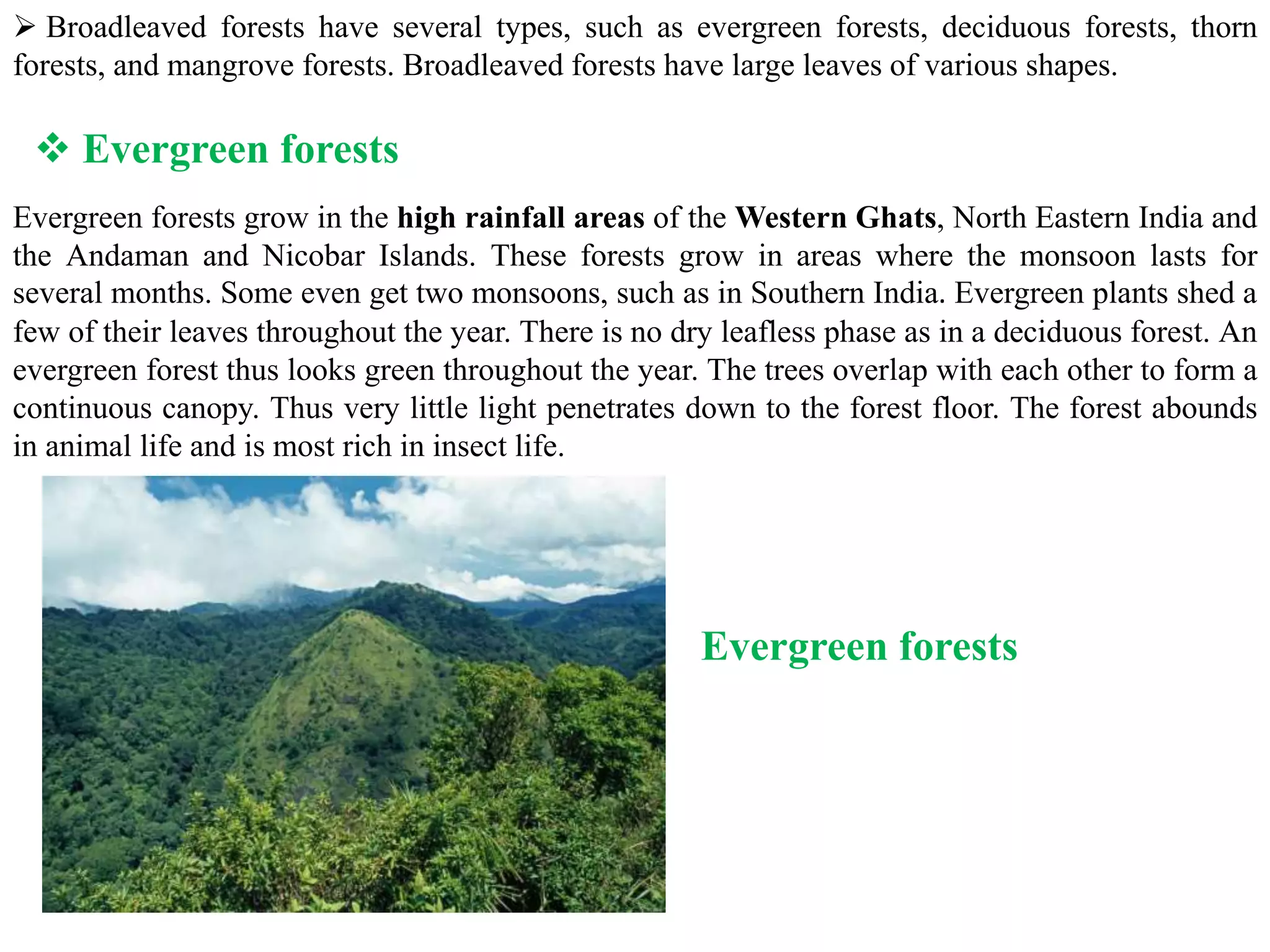  Broadleaved forests have several types, such as evergreen forests, deciduous forests, thorn
forests, and mangrove forests. Broadleaved forests have large leaves of various shapes.
Evergreen forests grow in the high rainfall areas of the Western Ghats, North Eastern India and
the Andaman and Nicobar Islands. These forests grow in areas where the monsoon lasts for
several months. Some even get two monsoons, such as in Southern India. Evergreen plants shed a
few of their leaves throughout the year. There is no dry leafless phase as in a deciduous forest. An
evergreen forest thus looks green throughout the year. The trees overlap with each other to form a
continuous canopy. Thus very little light penetrates down to the forest floor. The forest abounds
in animal life and is most rich in insect life.
 Evergreen forests
Evergreen forests
 