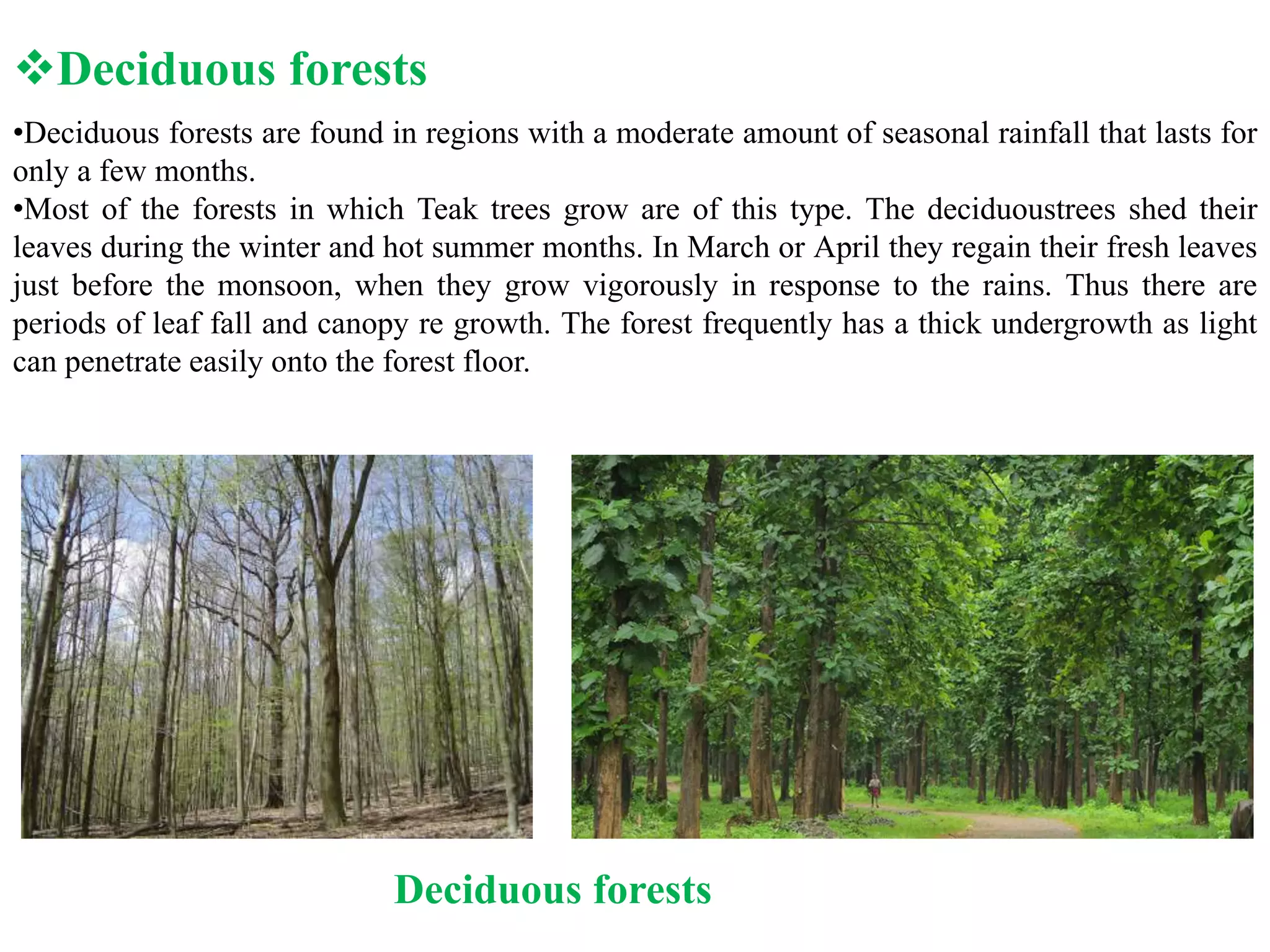 •Deciduous forests are found in regions with a moderate amount of seasonal rainfall that lasts for
only a few months.
•Most of the forests in which Teak trees grow are of this type. The deciduoustrees shed their
leaves during the winter and hot summer months. In March or April they regain their fresh leaves
just before the monsoon, when they grow vigorously in response to the rains. Thus there are
periods of leaf fall and canopy re growth. The forest frequently has a thick undergrowth as light
can penetrate easily onto the forest floor.
Deciduous forests
Deciduous forests
 