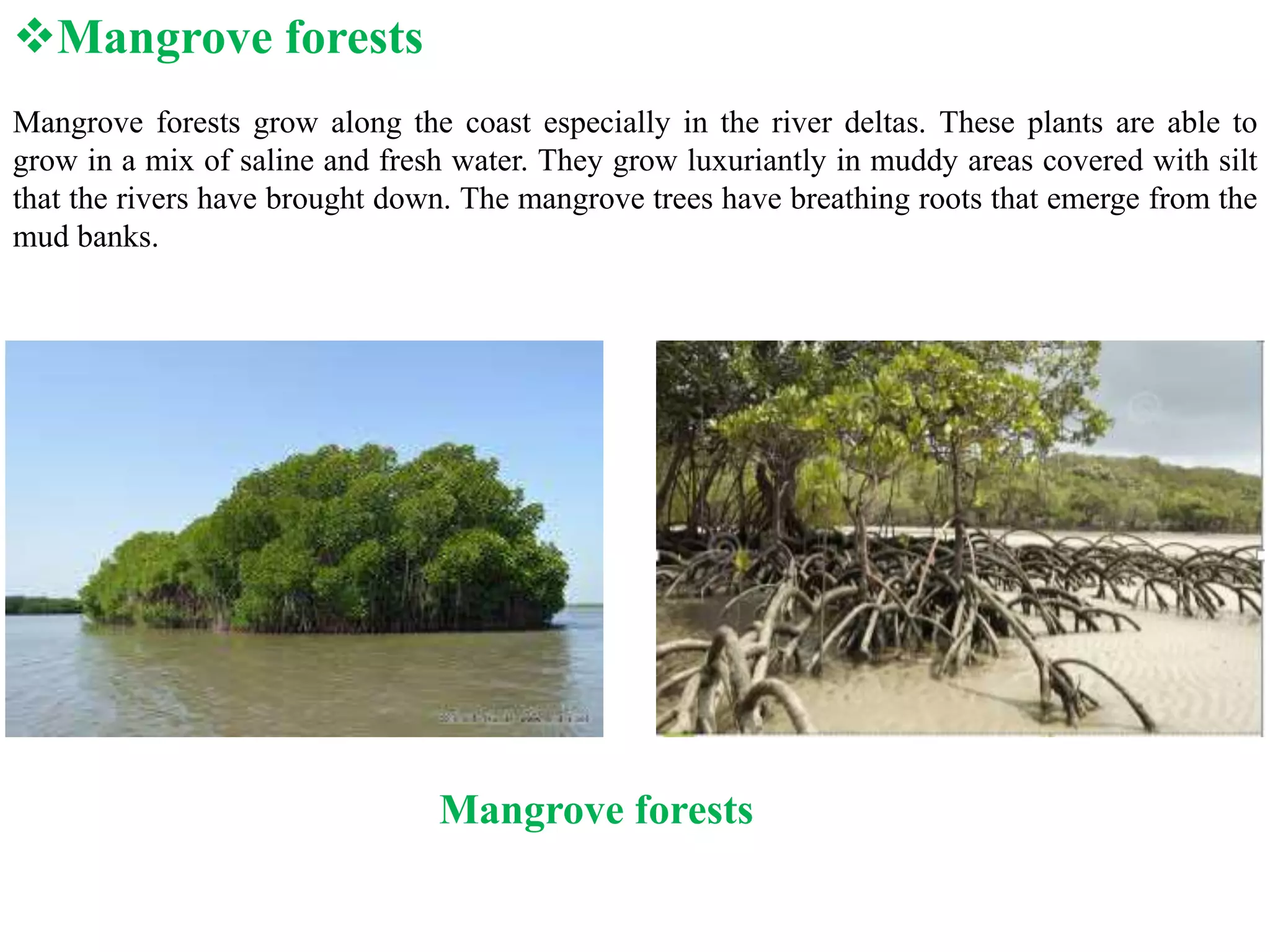 Mangrove forests grow along the coast especially in the river deltas. These plants are able to
grow in a mix of saline and fresh water. They grow luxuriantly in muddy areas covered with silt
that the rivers have brought down. The mangrove trees have breathing roots that emerge from the
mud banks.
Mangrove forests
Mangrove forests
 