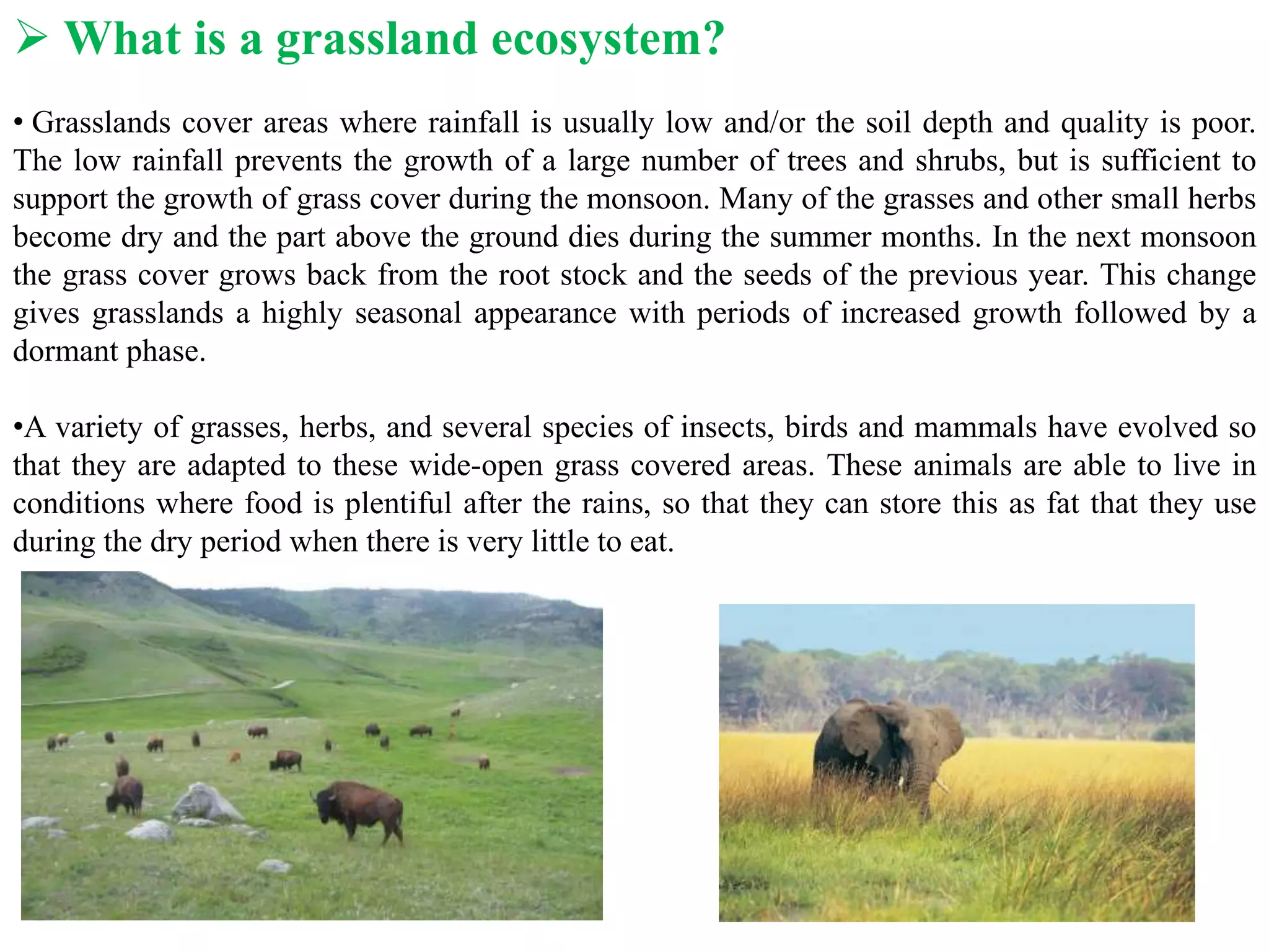 What is a grassland ecosystem?
• Grasslands cover areas where rainfall is usually low and/or the soil depth and quality is poor.
The low rainfall prevents the growth of a large number of trees and shrubs, but is sufficient to
support the growth of grass cover during the monsoon. Many of the grasses and other small herbs
become dry and the part above the ground dies during the summer months. In the next monsoon
the grass cover grows back from the root stock and the seeds of the previous year. This change
gives grasslands a highly seasonal appearance with periods of increased growth followed by a
dormant phase.
•A variety of grasses, herbs, and several species of insects, birds and mammals have evolved so
that they are adapted to these wide-open grass covered areas. These animals are able to live in
conditions where food is plentiful after the rains, so that they can store this as fat that they use
during the dry period when there is very little to eat.
 