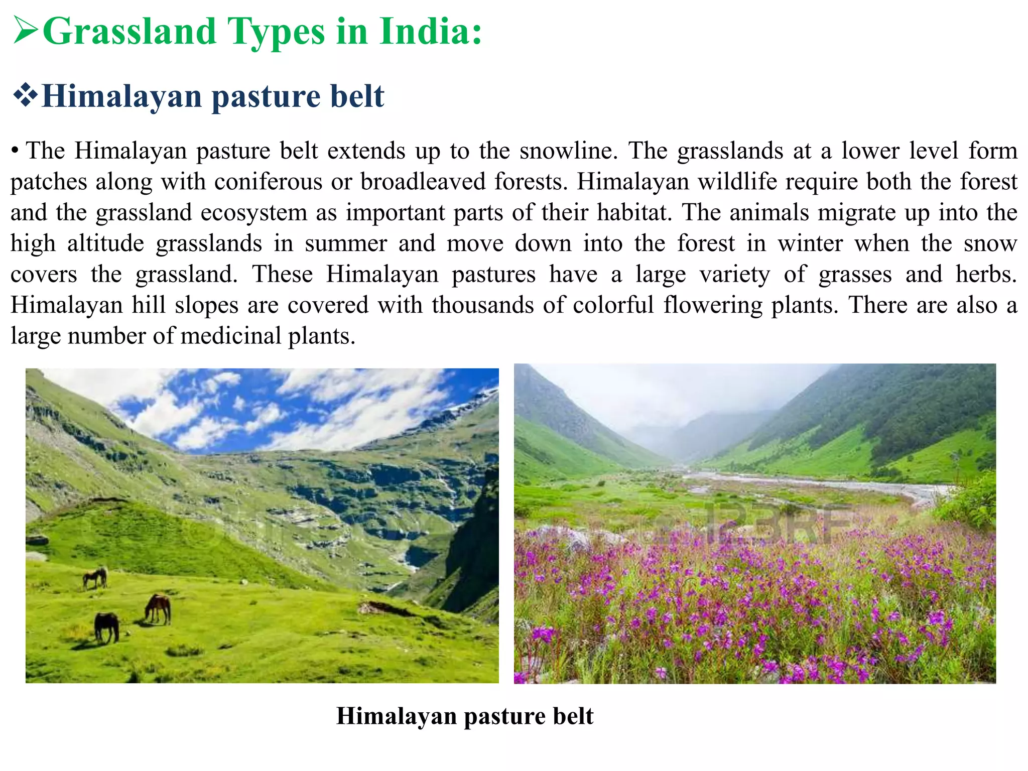 Grassland Types in India:
Himalayan pasture belt
• The Himalayan pasture belt extends up to the snowline. The grasslands at a lower level form
patches along with coniferous or broadleaved forests. Himalayan wildlife require both the forest
and the grassland ecosystem as important parts of their habitat. The animals migrate up into the
high altitude grasslands in summer and move down into the forest in winter when the snow
covers the grassland. These Himalayan pastures have a large variety of grasses and herbs.
Himalayan hill slopes are covered with thousands of colorful flowering plants. There are also a
large number of medicinal plants.
Himalayan pasture belt
 