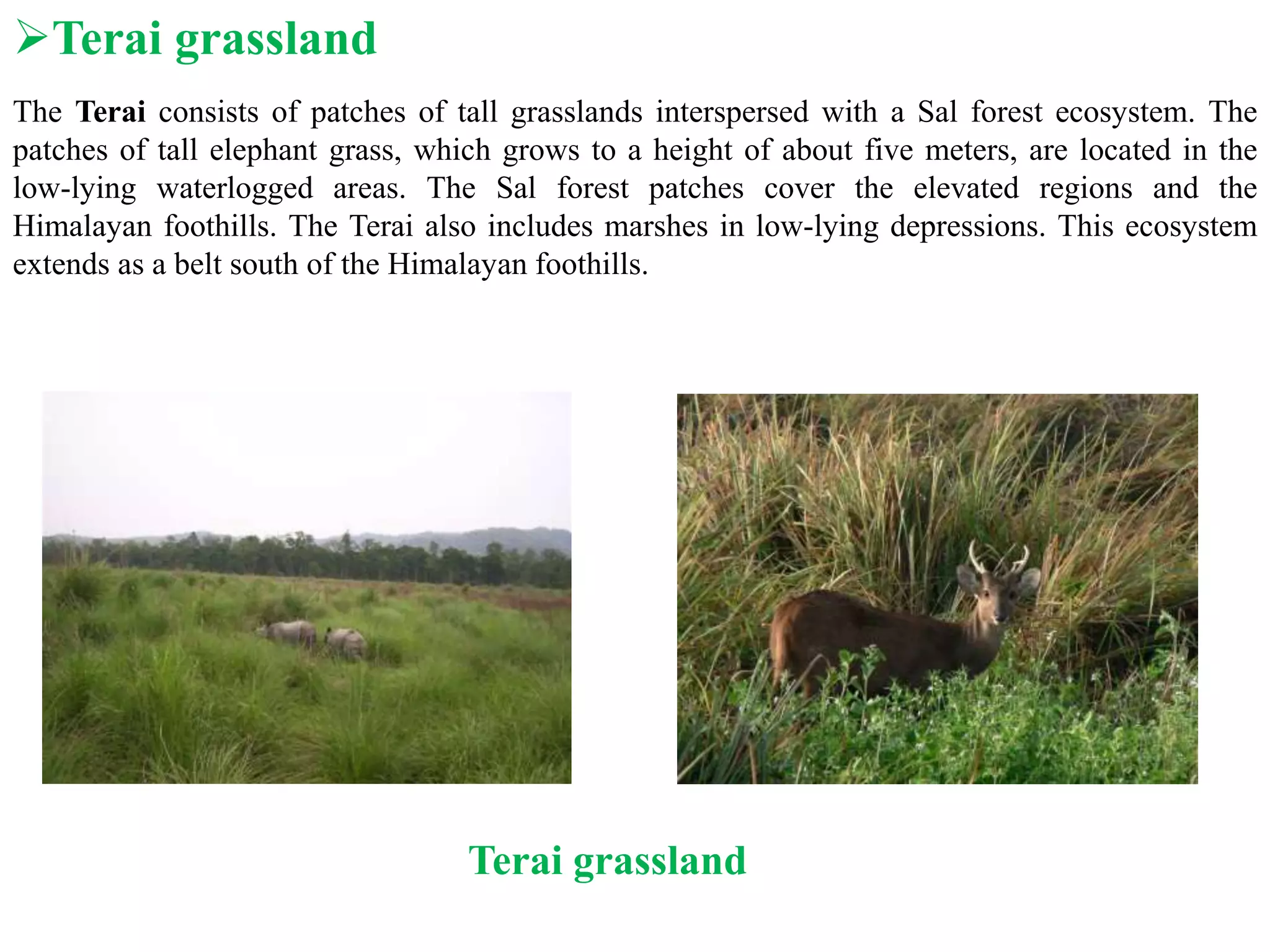 Terai grassland
The Terai consists of patches of tall grasslands interspersed with a Sal forest ecosystem. The
patches of tall elephant grass, which grows to a height of about five meters, are located in the
low-lying waterlogged areas. The Sal forest patches cover the elevated regions and the
Himalayan foothills. The Terai also includes marshes in low-lying depressions. This ecosystem
extends as a belt south of the Himalayan foothills.
Terai grassland
 