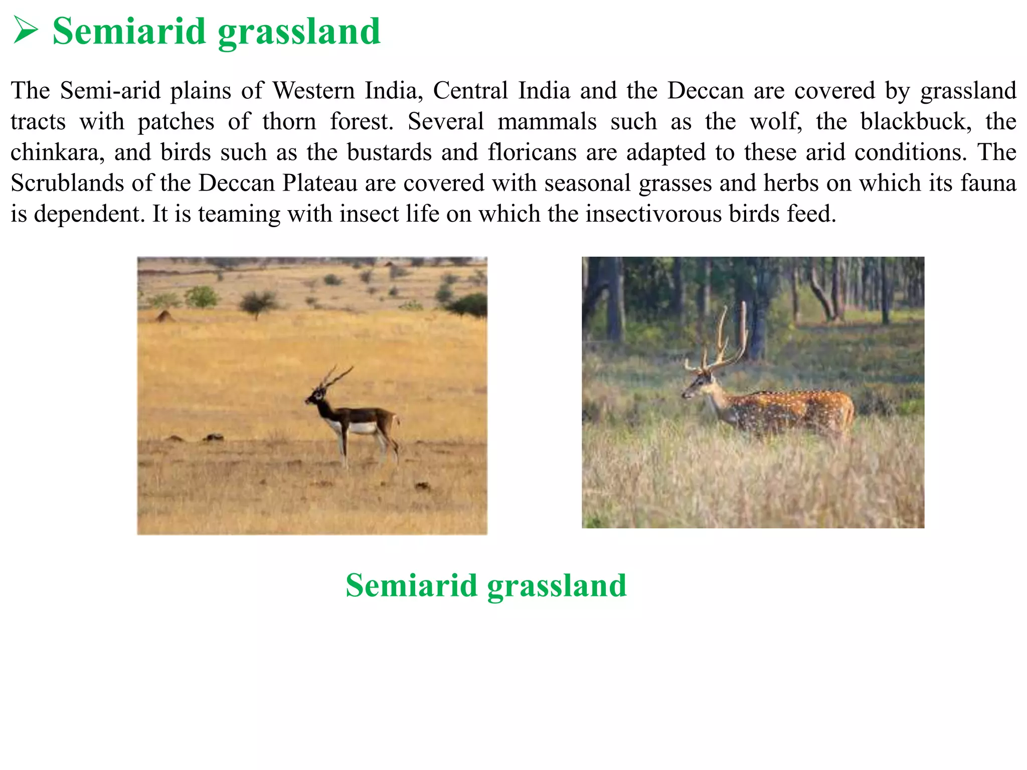  Semiarid grassland
The Semi-arid plains of Western India, Central India and the Deccan are covered by grassland
tracts with patches of thorn forest. Several mammals such as the wolf, the blackbuck, the
chinkara, and birds such as the bustards and floricans are adapted to these arid conditions. The
Scrublands of the Deccan Plateau are covered with seasonal grasses and herbs on which its fauna
is dependent. It is teaming with insect life on which the insectivorous birds feed.
Semiarid grassland
 