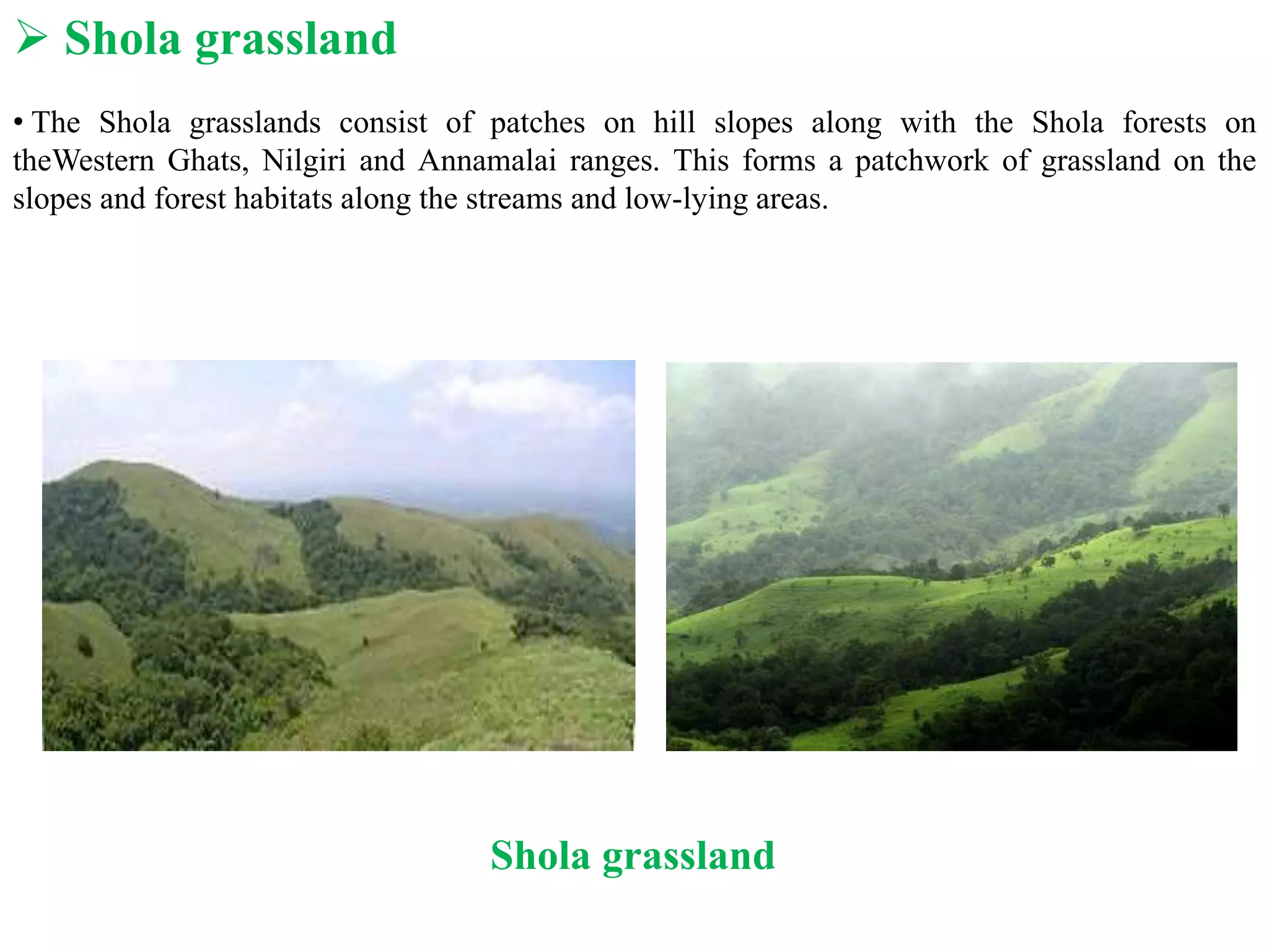  Shola grassland
• The Shola grasslands consist of patches on hill slopes along with the Shola forests on
theWestern Ghats, Nilgiri and Annamalai ranges. This forms a patchwork of grassland on the
slopes and forest habitats along the streams and low-lying areas.
Shola grassland
 