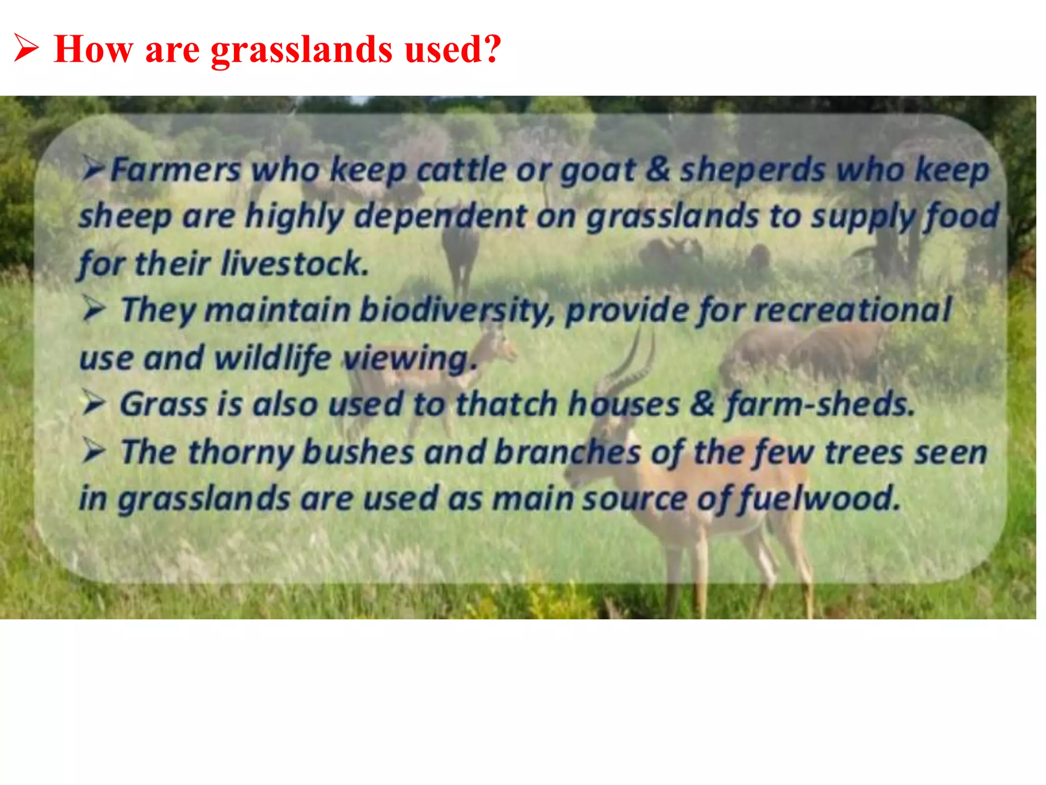  How are grasslands used?
 