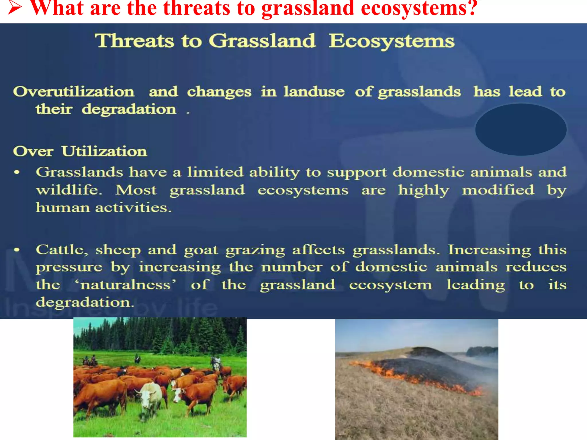  What are the threats to grassland ecosystems?
 