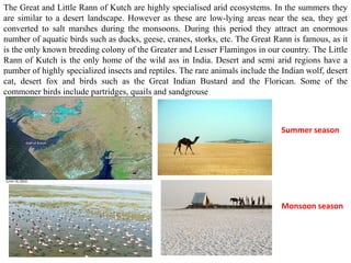 The Great and Little Rann of Kutch are highly specialised arid ecosystems. In the summers they
are similar to a desert landscape. However as these are low-lying areas near the sea, they get
converted to salt marshes during the monsoons. During this period they attract an enormous
number of aquatic birds such as ducks, geese, cranes, storks, etc. The Great Rann is famous, as it
is the only known breeding colony of the Greater and Lesser Flamingos in our country. The Little
Rann of Kutch is the only home of the wild ass in India. Desert and semi arid regions have a
number of highly specialized insects and reptiles. The rare animals include the Indian wolf, desert
cat, desert fox and birds such as the Great Indian Bustard and the Florican. Some of the
commoner birds include partridges, quails and sandgrouse
.
Summer season
Monsoon season
 